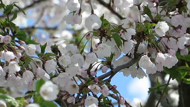 风景优美的日本花