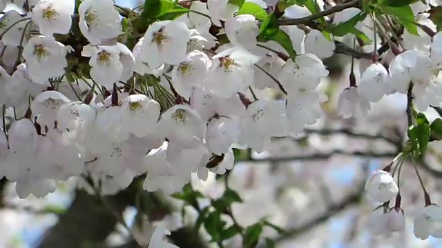 风景优美的日本花