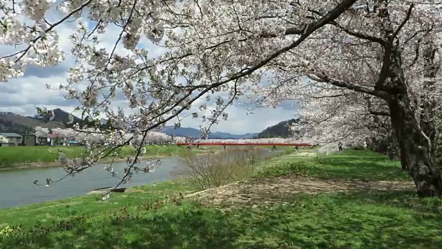 风景优美的日本花