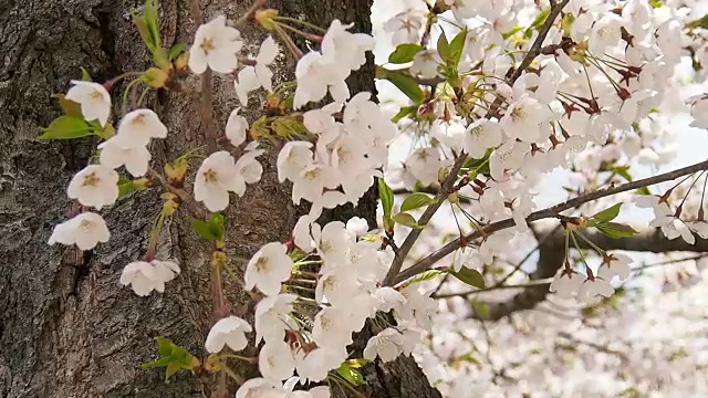 风景优美的日本花