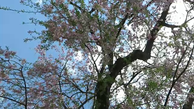 风景优美的日本花