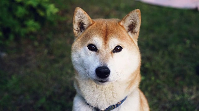 近距离的慢动作肖像，可爱的柴犬看着相机坐在绿色的草地上的公园。动物、宠物和自然的概念。