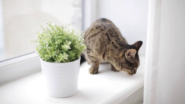 猫在窗台上闻家里花盆里的花