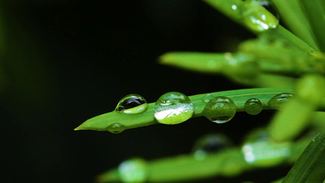 水珠落在树叶上的特写