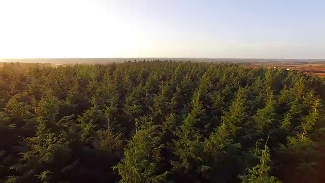森林里松树的树梢