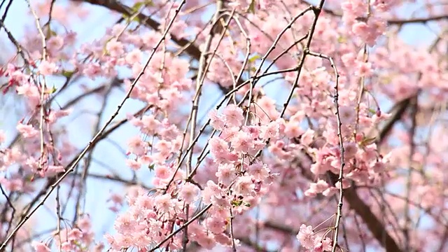 樱花的花,将日本秋田犬