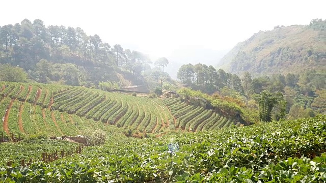 4 k。在泰国清迈的doi ang khang国家公园，年轻的亚洲部落妇女提着篮子从泰国走过草莓田。美丽的亚洲女模特在她的30多岁。