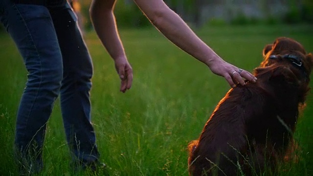 日落时分，一个年轻人和他的爱尔兰猎犬在草地上玩耍