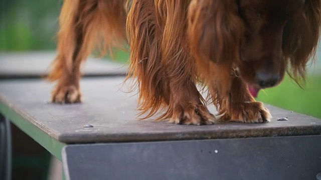 一个年轻人在夏天的户外天桥上训练他的爱尔兰猎犬