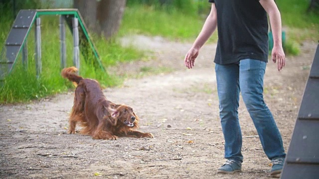 年轻人与有趣的爱尔兰猎犬在夏季公园操场上玩