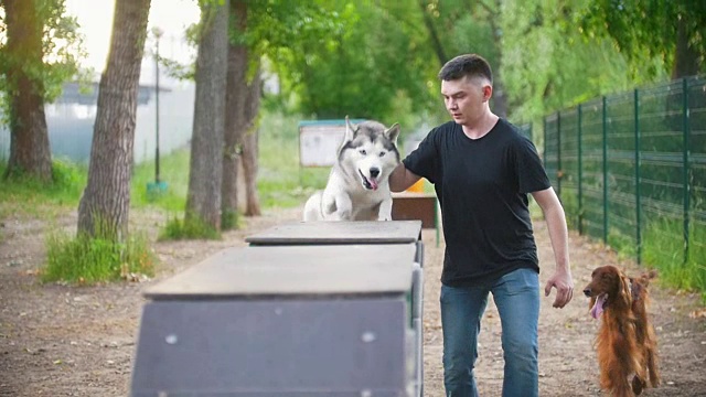 年轻人在夏季公园的操场上的天桥上训练哈士奇狗