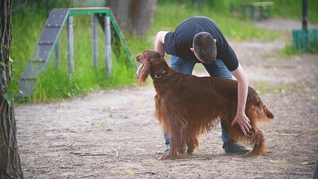 一个年轻人在夏天的公园里清理他的爱尔兰红赛特犬的长发