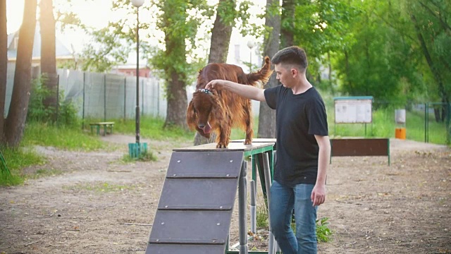 在夏季公园的立交桥上，年轻的训犬员在训练爱尔兰猎犬