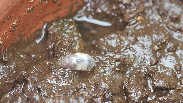 甲虫幼虫在土壤中挖洞