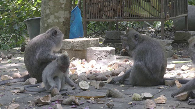 食蟹猕猴，猕猴，也被称为长尾猕猴，桑吉猴森林巴厘岛