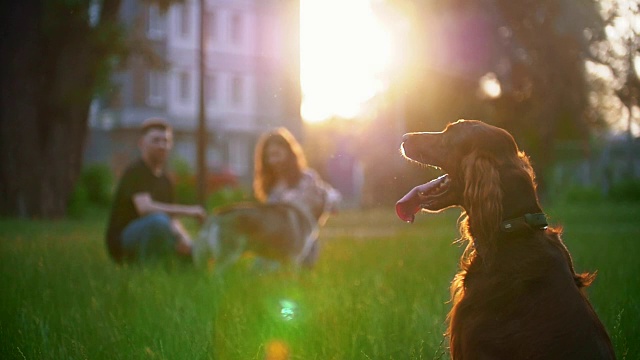 爱尔兰塞特犬坐在草地上，一对夫妇正在和他们的狗玩耍