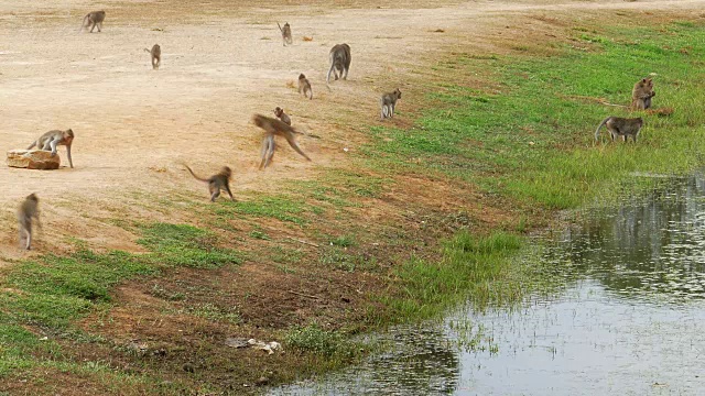 柬埔寨湖边的猴群