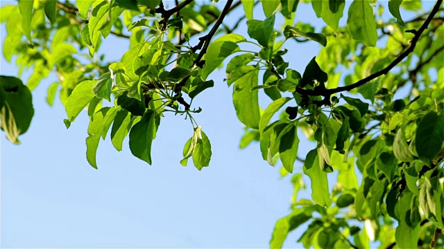 苹果枝在微风中长出新叶。在明亮的蓝天背景上的春风中颤抖。