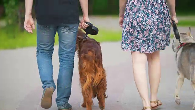 一对家庭夫妇带着宠物狗在公园里散步——男人和女人带着爱尔兰猎犬和哈士奇散步