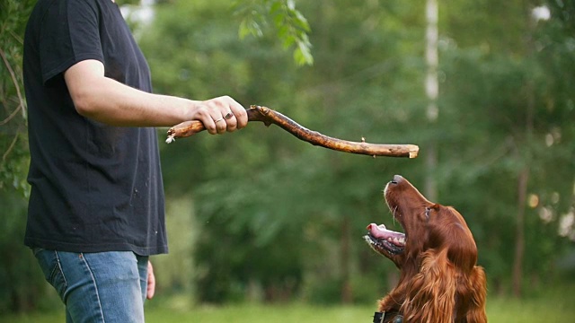 一个人在和他的宠物狗——爱尔兰猎犬玩耍。男给他树枝