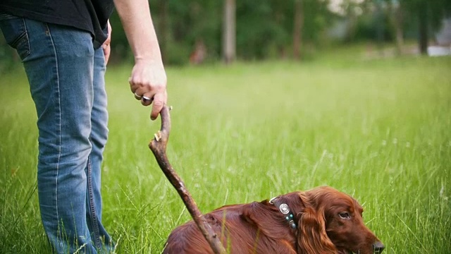 一个年轻人在玩他的宠物狗——爱尔兰猎犬。男给他树枝