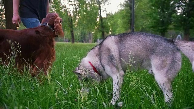 一个人在公园里和他的爱犬——爱尔兰猎犬和哈士奇——在夏天的公园里给他树枝