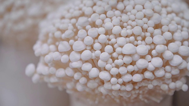 金针菇或金针菇