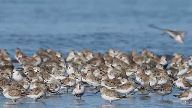 山雀群(Calidris alpina)