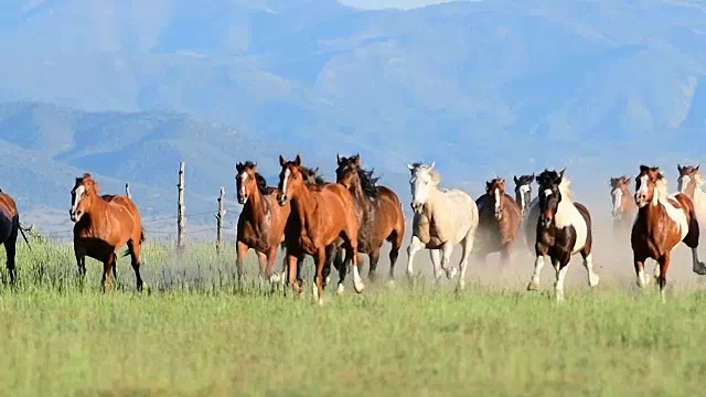 高清視頻的野馬跑過(guò)田野在美國(guó)西部的踩踏