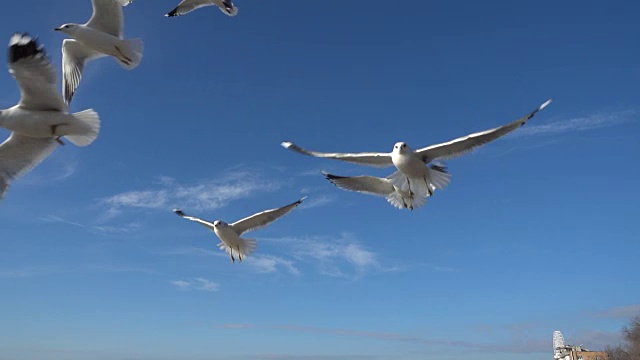 天空中有海鸥。慢镜头，120帧/秒。