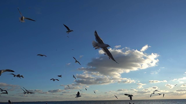 天空中有海鸥。慢镜头，240帧/秒。