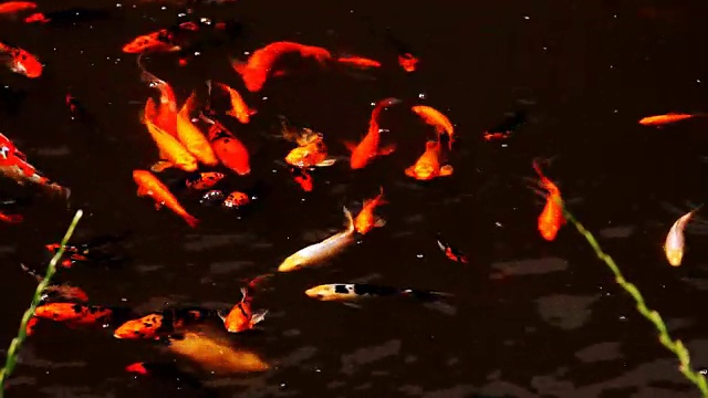 详情图-美丽的锦鲤在池塘里游泳