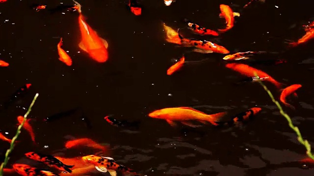 详情图-美丽的锦鲤在池塘里游泳