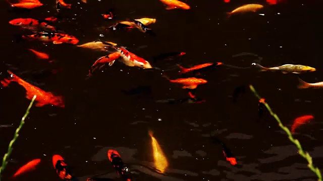 详情图-美丽的锦鲤在池塘里游泳