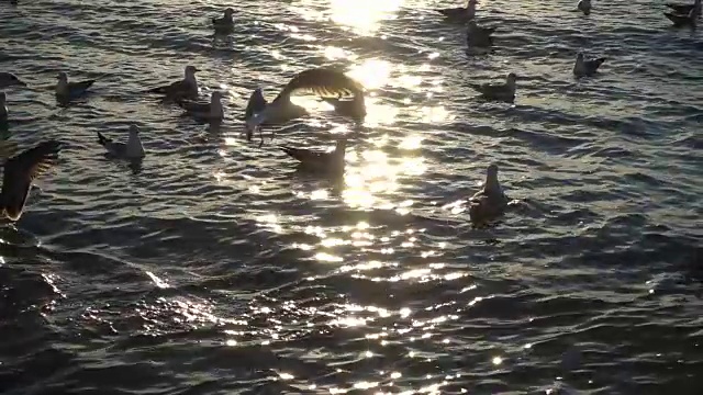 海鸥在海上飞翔。缓慢的运动。