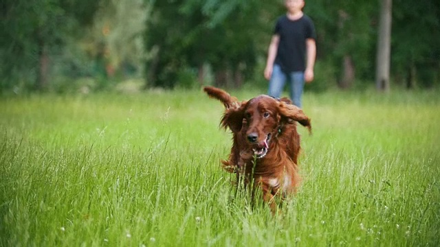 一个人在和他的宠物狗——爱尔兰猎犬玩耍。雄性把树枝扔到草地上