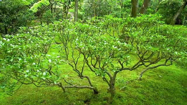 在一片宁静的小树林里有苔藓花园