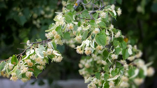 菩提树花在绿色的树枝上。夏天开花的季节。芳香疗法和青柠茶。慢动作