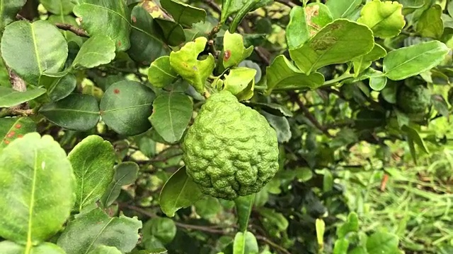 树上的佛手柑。
