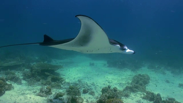 巨型蝠鲼，Birostris海洋海洋生物。