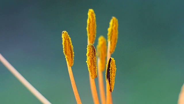 百合花的雄蕊