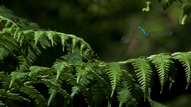 详情图-森林中蕨类植物上的蜻蜓