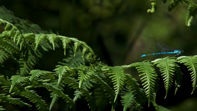 详情图-森林中蕨类植物上的蜻蜓