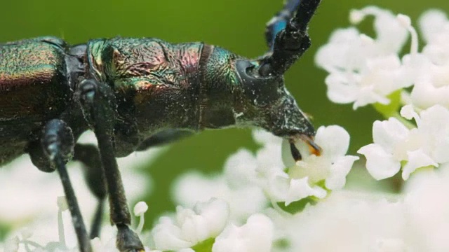 詳情圖-金龜子花上的金龜子。