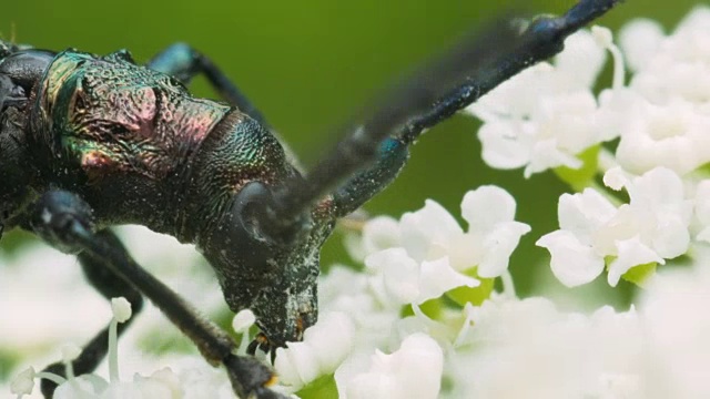 詳情圖-金龜子花上的金龜子。