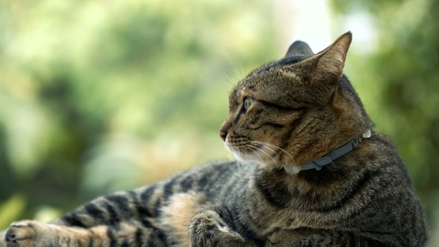 虎斑猫转向镜头