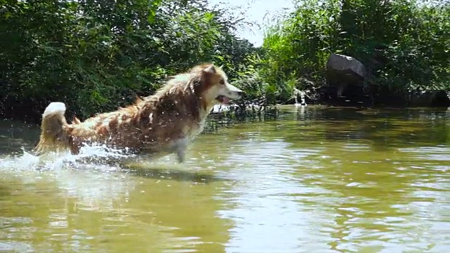 威尔士柯基犬在河边玩玩具