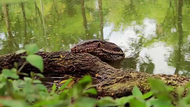 水监测蜥蜴(Varanus)在伦皮尼，曼谷，泰国