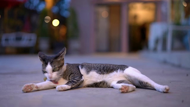 详情图-猫在舔自己