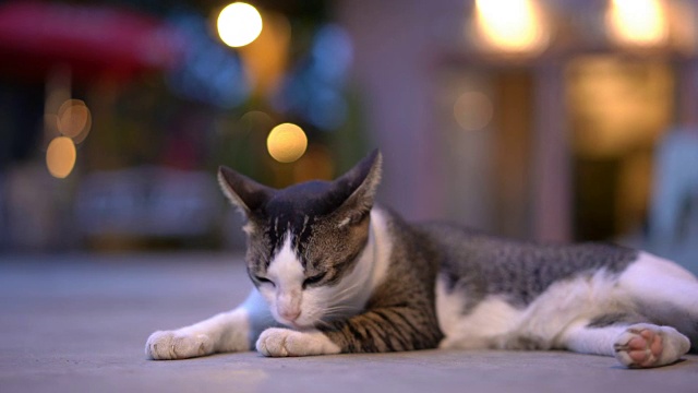 详情图-猫在舔自己